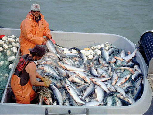 Fish Farming - Fishing Sustainability